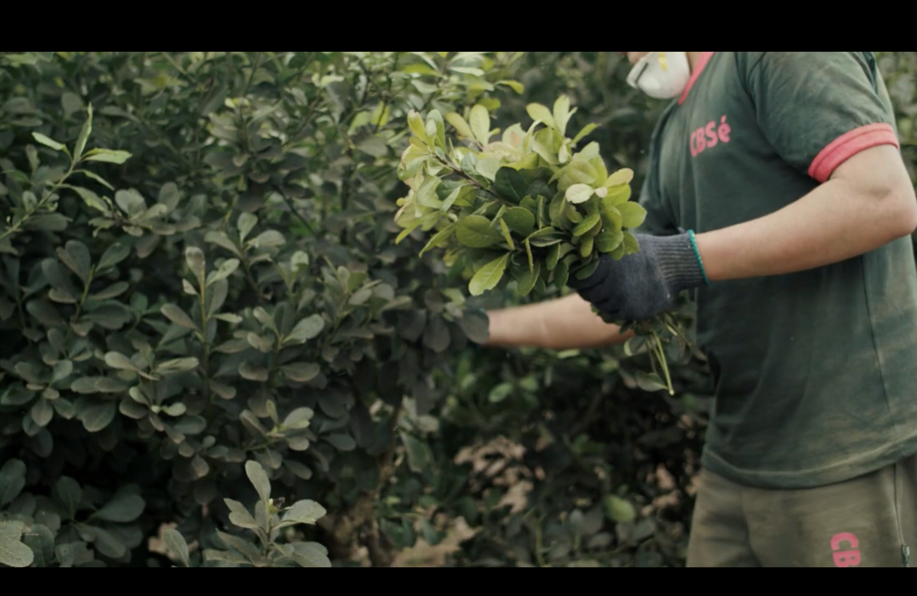 How Yerba Maté Helps You Burn Fat Without Feeling Deprived