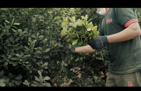 How Yerba Maté Helps You Burn Fat Without Feeling Deprived